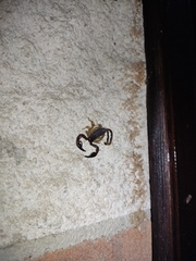 Euscorpius flavicaudis