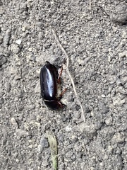 Phyllophaga