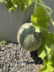 Cucumis melo