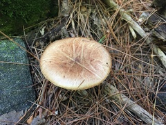 Suillus subalutaceus