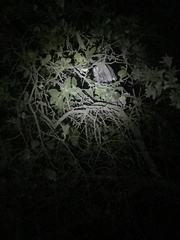 Megascops kennicottii