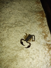 Euscorpius flavicaudis