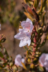 Lobostemon fruticosus