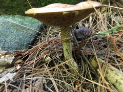 Suillus subalutaceus