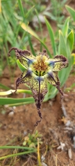 Ferraria variabilis