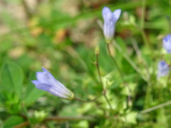 Hesperocodon hederaceus