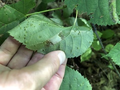 Phyllonorycter lucetiella