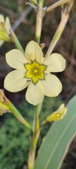 Moraea miniata