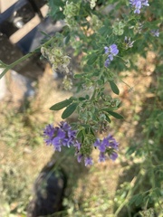 Medicago sativa