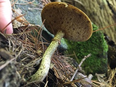 Suillus subalutaceus