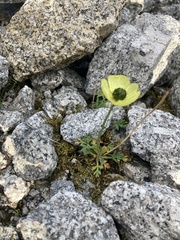 Papaver radicatum