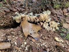 Radulomyces
