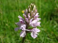 Dactylorhiza