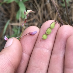 Desmodium arizonicum