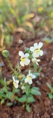 Nemesia fruticans
