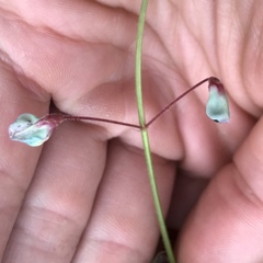 Desmodium arizonicum