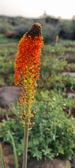 Bulbinella latifolia