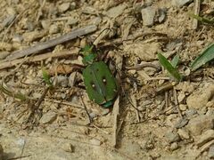 Cicindela campestris
