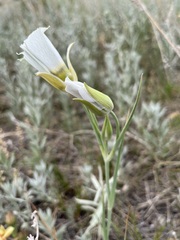Calochortus gunnisonii
