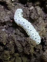 Tenthredo scrophulariae