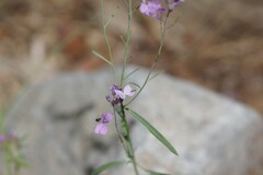Hesperidanthus linearifolius