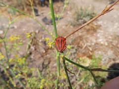 Graphosoma semipunctatum