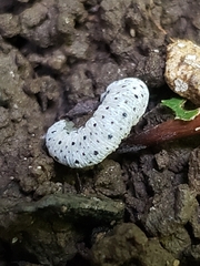 Tenthredo scrophulariae