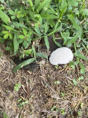 Calvatia craniiformis