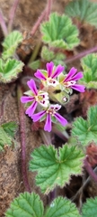 Pelargonium nanum