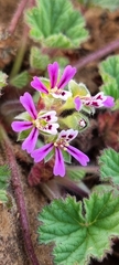 Pelargonium nanum