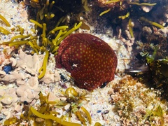 Actinia fragacea