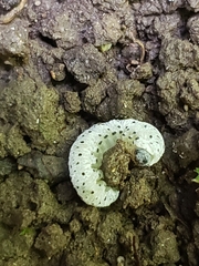 Tenthredo scrophulariae