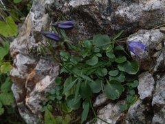 Campanula cochleariifolia