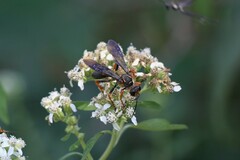 Sphex flavovestitus