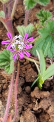 Pelargonium nanum