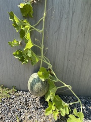 Cucumis melo
