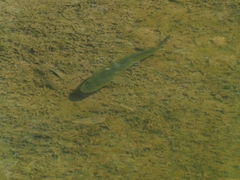 Micropterus