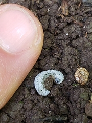 Tenthredo scrophulariae