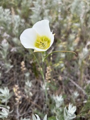 Calochortus gunnisonii