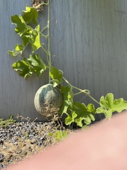 Cucumis melo