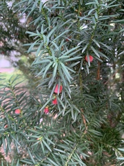 Taxus