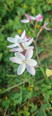 Ixia rapunculoides