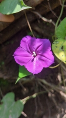 Ipomoea dumosa