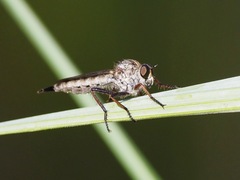 Neomochtherus willistoni