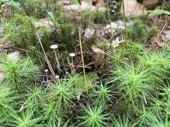 Marasmius capillaris