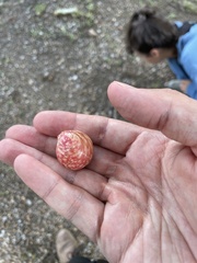 Amphibolips quercusjuglans