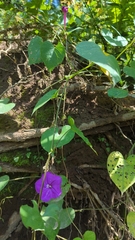 Ipomoea dumosa