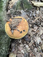 Gymnopilus luteus