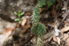 Opuntia engelmannii