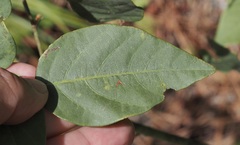 Desmodium laevigatum